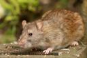 Rats and mice accounted for 271,343 visits to homes from pest controllers in 2023