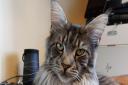 Pet's Corner: Angela's cat Skye is a Maine Coon