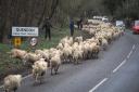 Farmer used the help of Quendon villagers to drive his sheep along the main road. Photo: CELIA BARTLETT PHOTOGRAPHY.