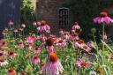 Echinacea Purpurea at Audley End House gardens. Picture: ALAN NORTH