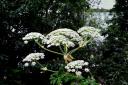 Giant Hogweed stung a man as he went to retrieve a football from a bush