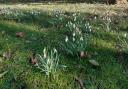 Gardens of Easton Lodge will be open for visitors to see the snowdrops in February.