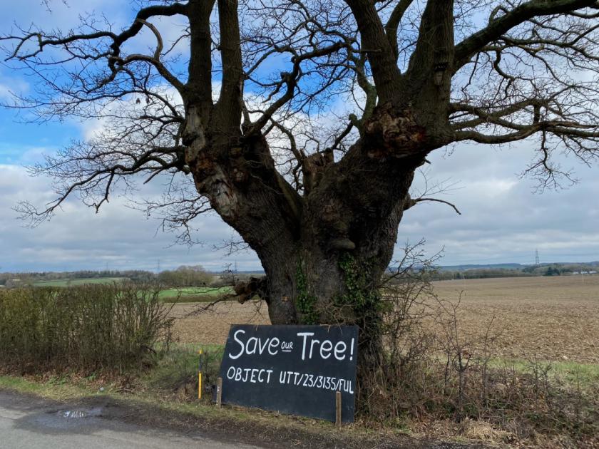 Clavering: Campaign to save beloved ancient oak tree 