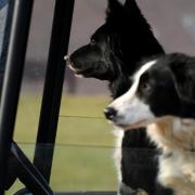 Archive image: two dogs in a car