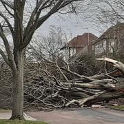 One of hundreds of trees which fell down during Storm Eunice on Friday, February 18