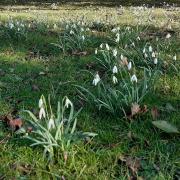 Gardens of Easton Lodge will be open for visitors to see the snowdrops in February.