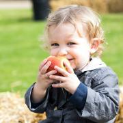 A child samples one of the 120 varieties of apples in the organic kitchen garden at Audley End House and Gardens