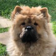 Pets' Corner: Shelley's dog Buddy Bear