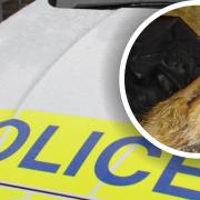 Police in Hertfordshire have launched a probe after a fox died on December 27 between Brent Pelham and Clavering