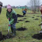 The community helps with three planting at Lime Avenue, Saffron Walden