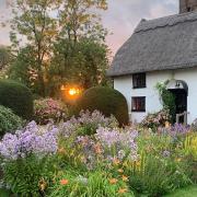 Sunset over herbaceous borders at Sheepcote Green House, Sheepcote Green near Clavering