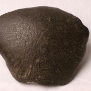 The cast of the Ashdon meteorite at Saffron Walden Museum