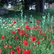 Flowers at St Mary's eco church in Saffron Walden