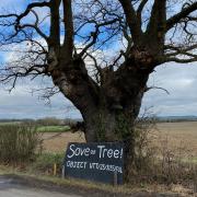 Campaigners are petitioning to save a historic oak tree in Clavering